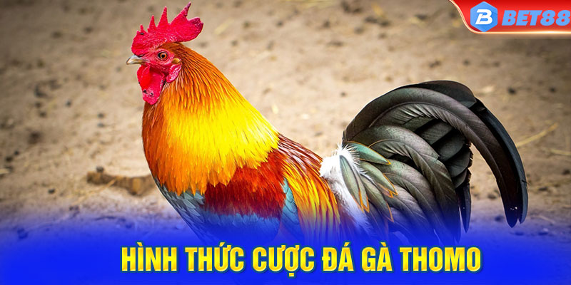 Hình thức cược đá gà Thomo