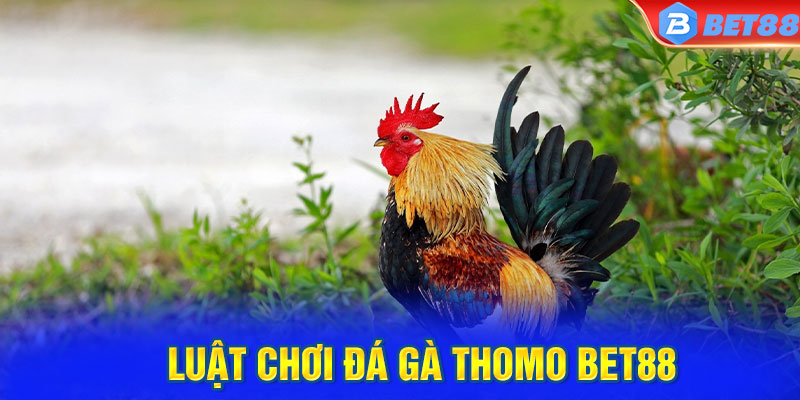 Luật chơi đá gà Thomo BET88