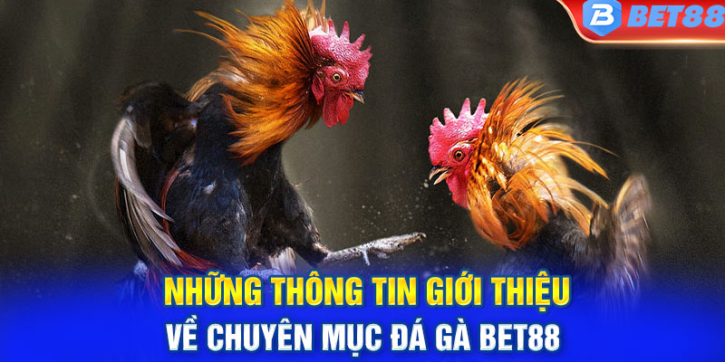 Những thông tin giới thiệu về chuyên mục đá gà BET88